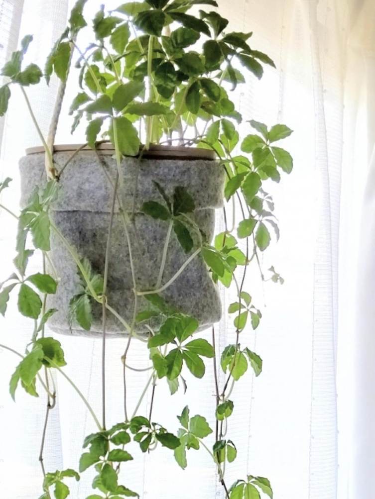 明るい窓 吊り下げ式観葉植物